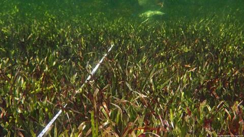 Descubren en Australia la planta "más grande conocida en la Tierra": tiene 180 km de largo