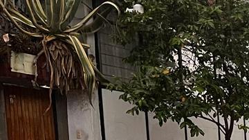 Fuerte granizada provoca afectaciones en Ciudad de México