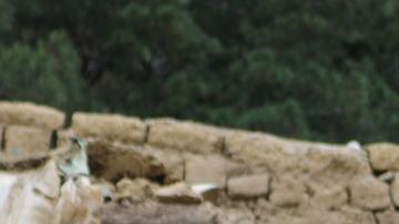 UE urge ayuda internacional para Afganistán tras terremoto