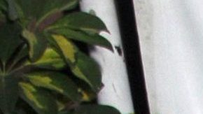 Laura Bozzo | Mezcalent.