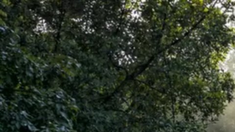 Ciudad perdida en el Amazonas