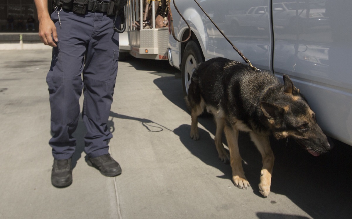 Los elementos caninos de CBP ayudan a la detección de drogas y personas.