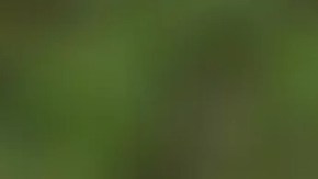 Colocan bomba en la casa de una concejal de California en Willow Glen