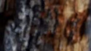 Coyote ataca a niño de 2 años en California