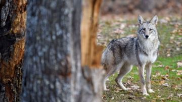 Coyote ataca a niño de 2 años en California