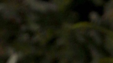 VIDEO: Daniella Navarro anuncia la llegada de un nuevo integrante a su familia