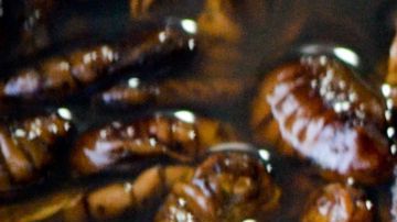 Empresa ofrece 2 mil dólares a familas que dejen entrar cucarachas a su casa