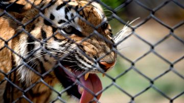 VIDEO: Tigre de bengala le destroza un brazo a su cuidador en México