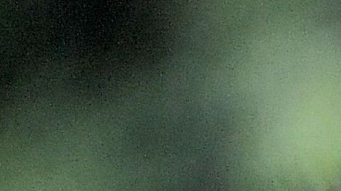 Oso hambriento irrumpe en casa de Wisconsin mientras familia duerme y causa pánico