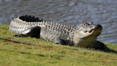 VIDEO: Hombre en Australia se defiende del feroz ataque de un cocodrilo a sartenazos