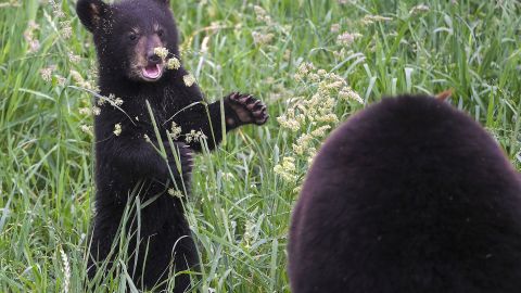 Oso negro muere al quedar atrapado dentro de un auto bajo sol extremo en Tennessee