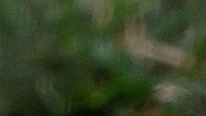 Gripe aviar: 20 felinos mueren en santuario de Washington