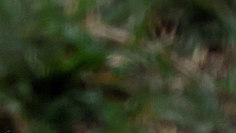 Gripe aviar: 20 felinos mueren en santuario de Washington