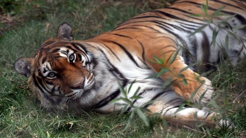 Tigre en un zoológico de Ohio muere después de contraer COVID y desarrollar neumonía