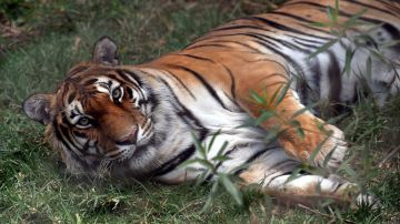 Tigre en un zoológico de Ohio muere después de contraer COVID y desarrollar neumonía
