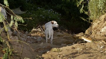 Consterna crimen animal en México tras encontrar restos de más de 100 perros en bolsas de plástico