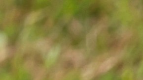 Hombre resulta con heridas graves tras confundir un caimán con un perro y perder parte de la pierna por una mordida