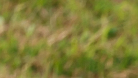Hombre resulta con heridas graves tras confundir un caimán con un perro y perder parte de la pierna por una mordida