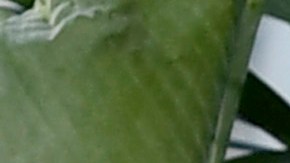 Mansiones Sandra Bullock