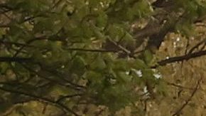 Tiroteo deja un muerto y varias más heridas, entre ellas un policía, en zona comercial de Washington DC