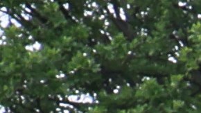 Niña sobreviviente de Uvalde es hospitalizada al borde de un ataque al corazón al visitar las cruces de sus compañeros