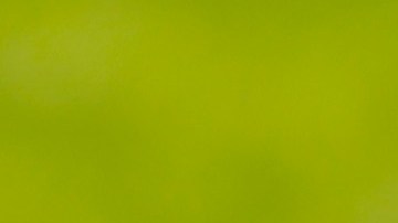 ETOBICOKE, ONTARIO - JUNE 10: A coyote jogs across the course during the second round of the RBC Canadian Open at St. George's Golf and Country Club on June 10, 2022 in Etobicoke, Ontario. (Photo by Vaughn Ridley/Getty Images)