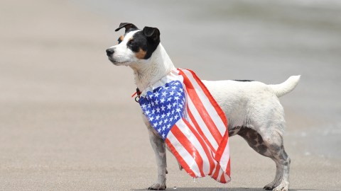 A dog with a US flag is seen during the ISA World Master Championship in Tola, 120 km south of Managua, on July 21, 2012. AFP PHOTO/ Hector RETAMAL (Photo by Hector RETAMAL / AFP) (Photo by HECTOR RETAMAL/AFP via Getty Images)