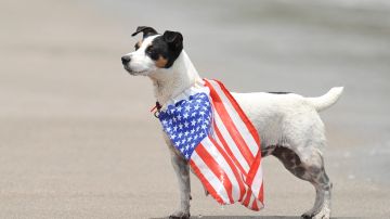 A dog with a US flag is seen during the ISA World Master Championship in Tola, 120 km south of Managua, on July 21, 2012. AFP PHOTO/ Hector RETAMAL (Photo by Hector RETAMAL / AFP) (Photo by HECTOR RETAMAL/AFP via Getty Images)