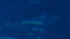 Tiburón se traga una cámara y logran grabar su interior; video se vuelve viral