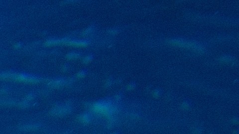 Tiburón se traga una cámara y logran grabar su interior; video se vuelve viral