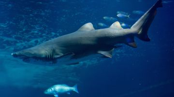 Tiburón se traga una cámara y logran grabar su interior; video se vuelve viral