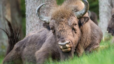 Bisonte embiste a mujer de 71 años en Yellowstone y se salva de milagro