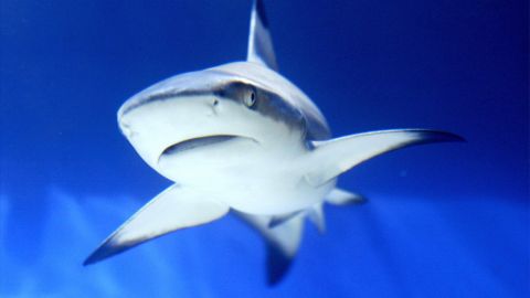 ISTANBUL, TURKEY: A shark is seen in an aquarium during the International Animal Fair in Istanbul, 02 April 2005. AFP PHOTO/Mustafa Ozer (Photo credit should read MUSTAFA OZER/AFP via Getty Images)