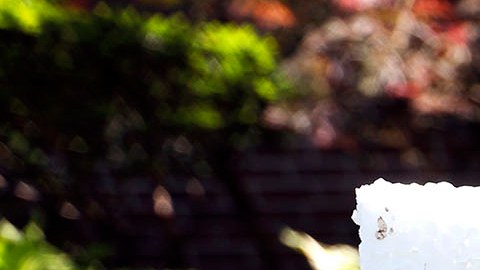 El estudiante universitario de 22 años fue liberado de una prisión de Corea del Norte el martes pasado en coma después de pasar 17 meses en cautiverio por supuestamente robar un cartel de propaganda.