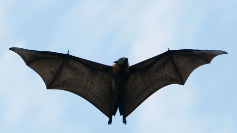 SYDNEY, AUSTRALIA - MARCH 20: A Grey-Headed Flying Fox flies through the air at the Royal Botanic Gardens March 20, 2008 in Sydney, Australia. Flying Foxes, or fruit bats, have taken up permanent roosts in the Botanic Gardens, causing major damage to heritage trees in the park. The Royal Botanic Gardens has begun a program to deter the flying foxes from roosting, as there are now some 11,000 bats roosting in the park. Deterents include noise to disturb sleep patterns, plastic bags attached to branches of trees, strobe lights, odours, and the playing of taped distress calls. (Photo by Ian Waldie/Getty Images)