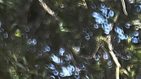 Evacuaciones de edificios en Florida