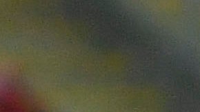 Jugadores de Chivas en festejo de gol.