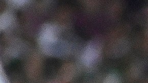 El Tri