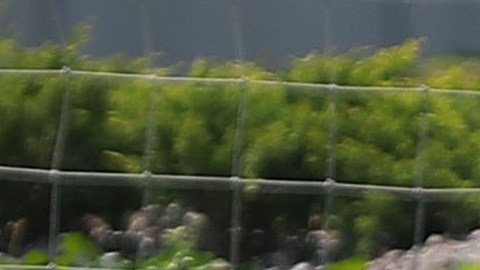 Jorge Campos.