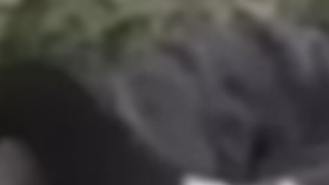 Dedican narcocorrido a mono araña muerto en balacera de cárteles.