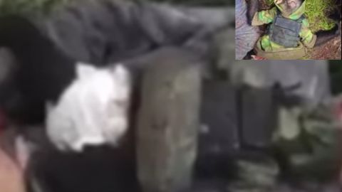 Dedican narcocorrido a mono araña muerto en balacera de cárteles.