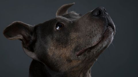 Muere mujer tras ver a su hijo siendo perseguido por un perro