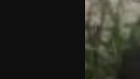 Viralizan foto de mono sicario, cuyo dueño murió en balacera de narcos.