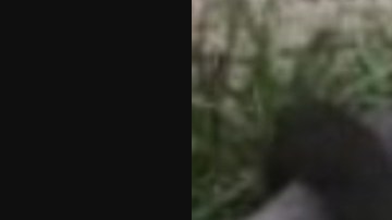 Viralizan foto de mono sicario, cuyo dueño murió en balacera de narcos.