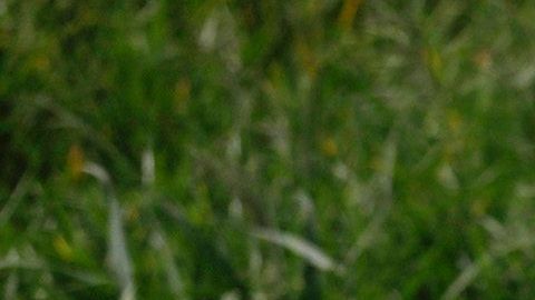 Niña de 9 años hallada cubierta de sangre con heridas en la cabeza y el cuerpo después de luchar contra el ataque de un puma