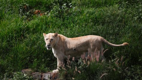 Niña de 9 años hallada cubierta de sangre con heridas en la cabeza y el cuerpo después de luchar contra el ataque de un puma