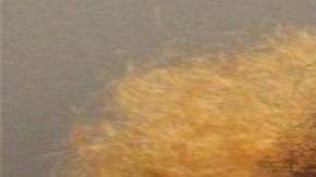 Homicidio involuntario Condado de Orange