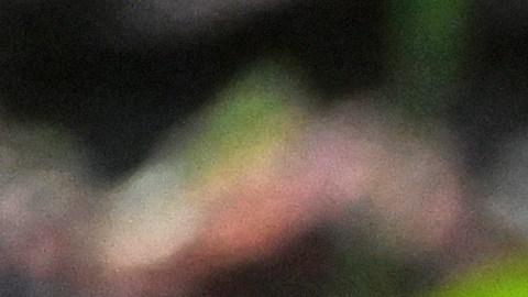 Oso perezoso mata a una pareja desgarrando sus cuerpos antes de pasar cuatro horas dándose un festín con su carne
