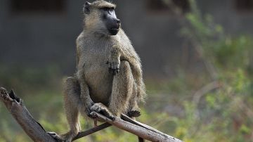Pandilla de monos roban y matan a un bebé de un mes a una madre que lo amamantaba