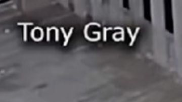 Pelea entre gato y coyote en Texas se hace viral